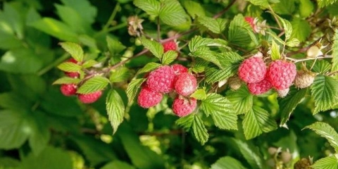 Kako posaditi maline